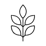 Illustration Acacia